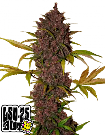 Auto LSD-25 (Feminisiert) Fast Buds