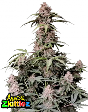 Auto Amnesia Zkittlez (Feminisiert) Fast Buds