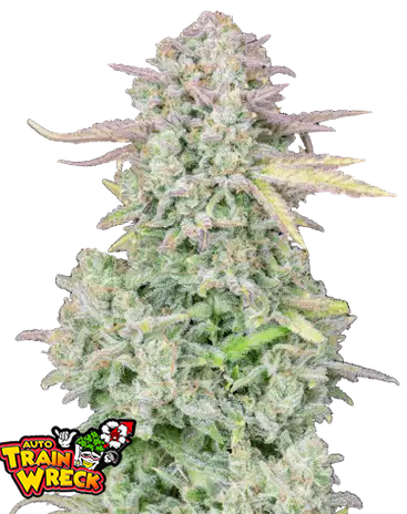 Auto Original Trainwreck (Feminisiert) Fast Buds
