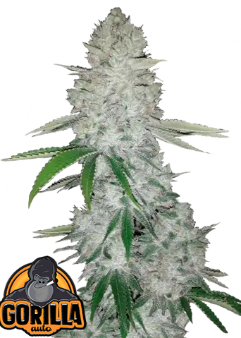 Auto Gorilla Glue aka Gorilla auto (Feminisiert) Fast Buds