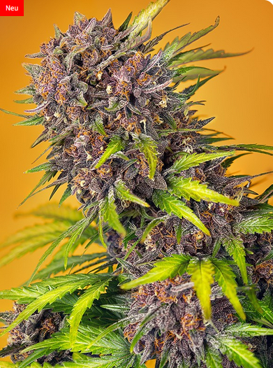 Auto Diablo Rojo XL® (Feminisiert) Sweet Seeds
