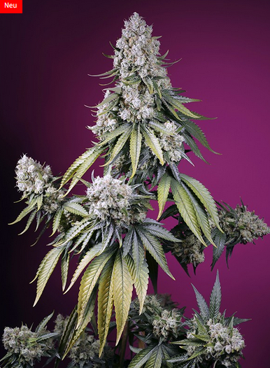 Auto Jealousy Z XL® (Feminisiert) Sweet Seeds