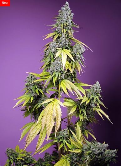 Auto Jet Fuel Mandarine XL® (Feminisiert) Sweet Seeds