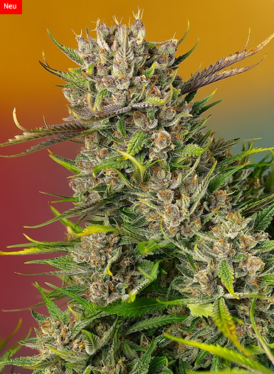 Auto Papaya Zoap® (Feminisiert) Sweet Seeds