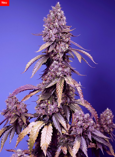 Black Muffin F1 Fast Version® Feminisiert Sweet Seeds