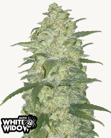Auto Original White Widow (Feminisiert) Fast Buds