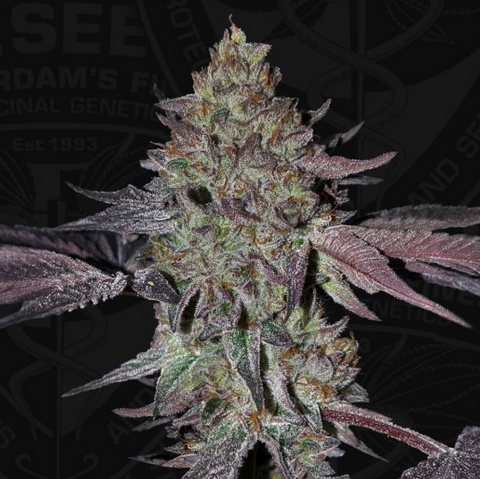 Runtz N' Roses Feminisiert T.H.Seeds™
