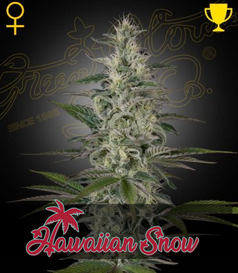 Hawaiian Snow Feminisiert Green House Seeds Company