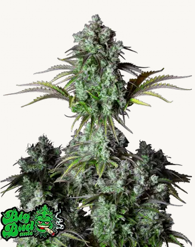 Auto Original Big Bud (Feminisiert) Fast Buds