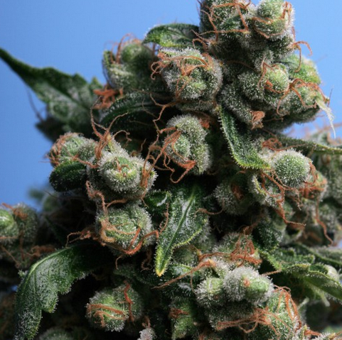 S.A.G.E.™'n Sour  Feminisiert T.H.Seeds™