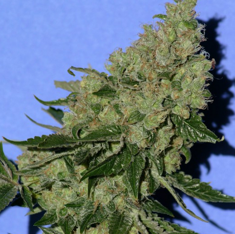 S.A.G.E.™'n Sour  Feminisiert T.H.Seeds™