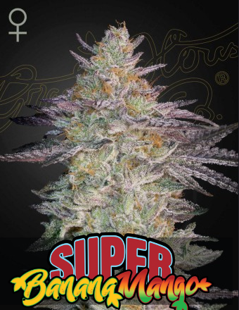 Super Banana Mango Feminisiert Green House Seeds Company