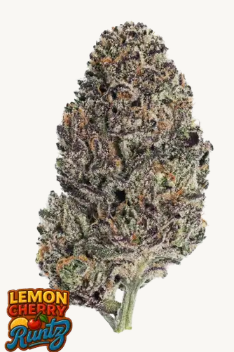 Lemon Cherry Runtz™ Feminisiert Fast Buds