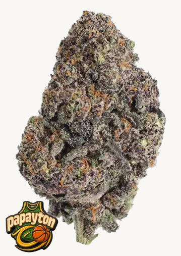 Papayton™ a.k.a. Papaya Gary Payton Feminisiert Fast Buds