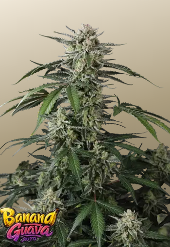Auto Banana Guava™ (Feminisiert) Fast Buds