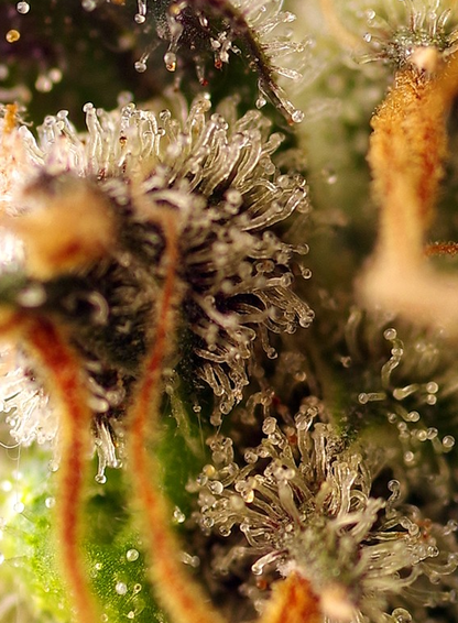Gorilla Sherbet F1 Fast Version® Feminisiert Sweet Seeds