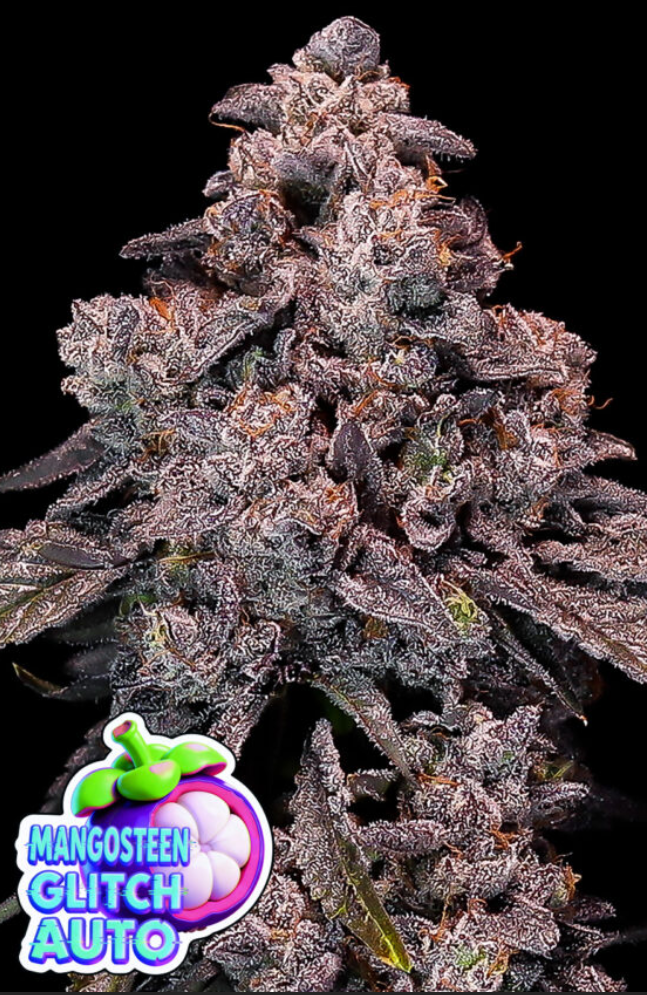 Auto Mangosteen Glitch (Feminisiert) Anesia Seeds