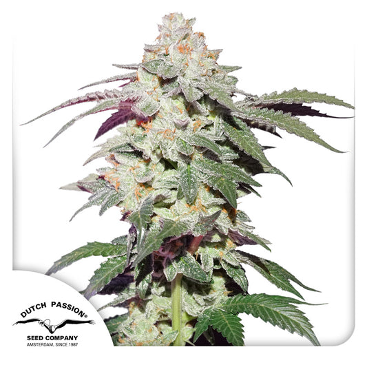 Skywalke Haze Feminisiert Dutch Passion