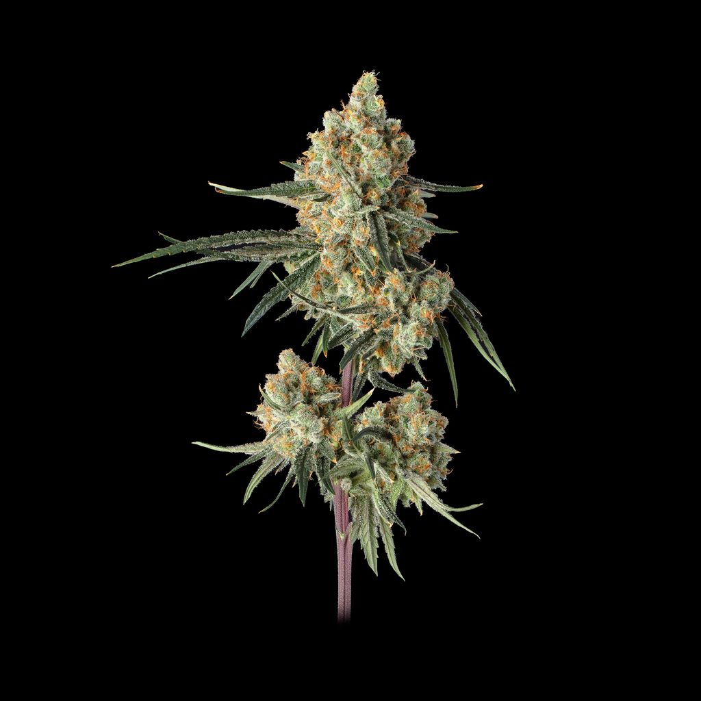 Sour Berry Shake Feminisiert Happy Valley Genetics
