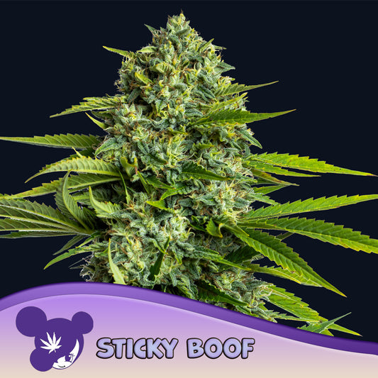 Sticky Boof Feminisiert Anesia Seeds