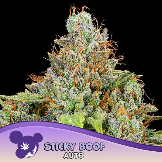 Auto Sticky Boof (Feminisiert) Anesia Seeds