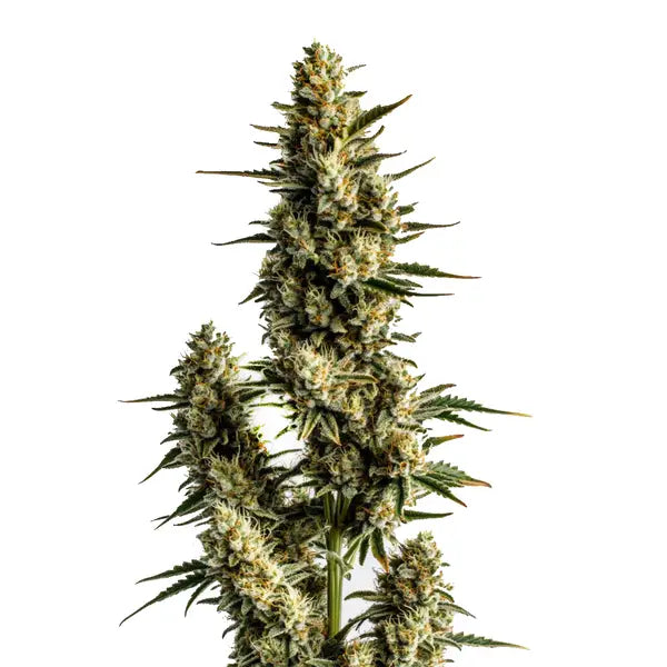 Auto Strawberry Banana S4 (Feminisiert) Bubbatz Seeeds