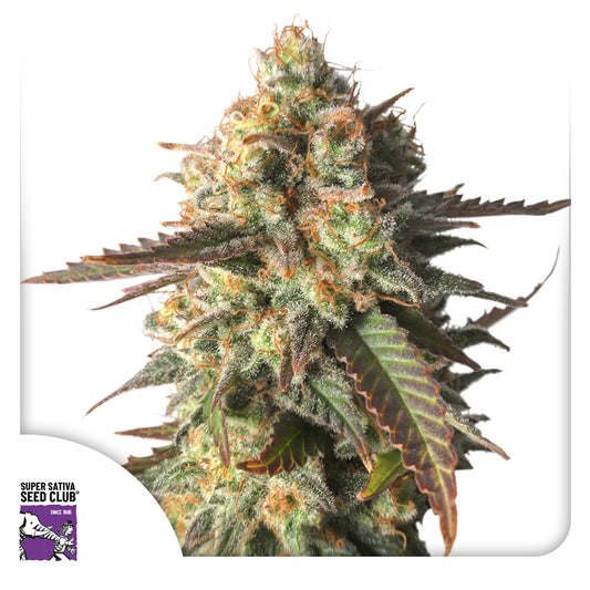 Strawberry Chemdawg OG Feminisiert Super Sativa Club