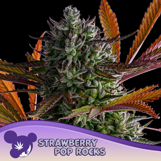 Strawberry Pop Rocks Feminisiert Anesia Seeds