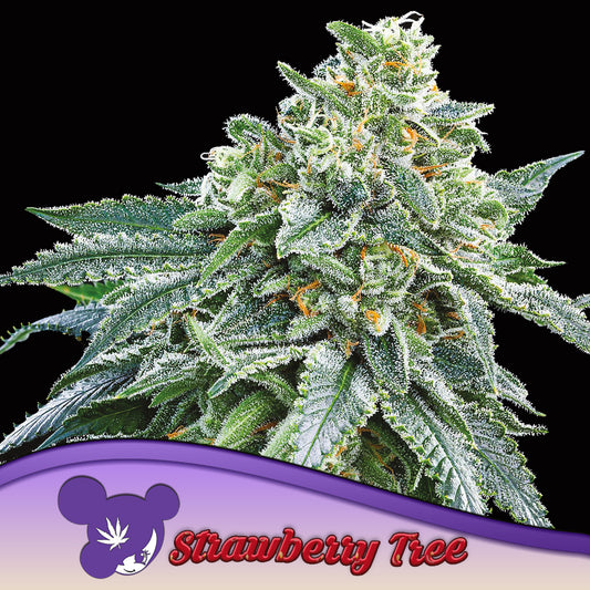 Strawberry Tree Feminisiert Anesia Seeds