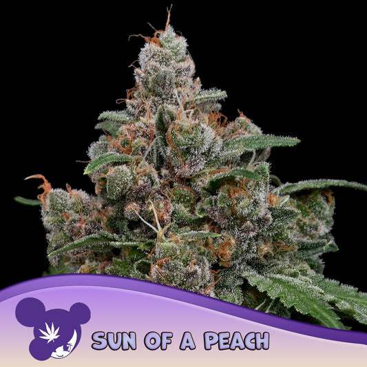 Sun of a Peach Feminisiert Anesia Seeds