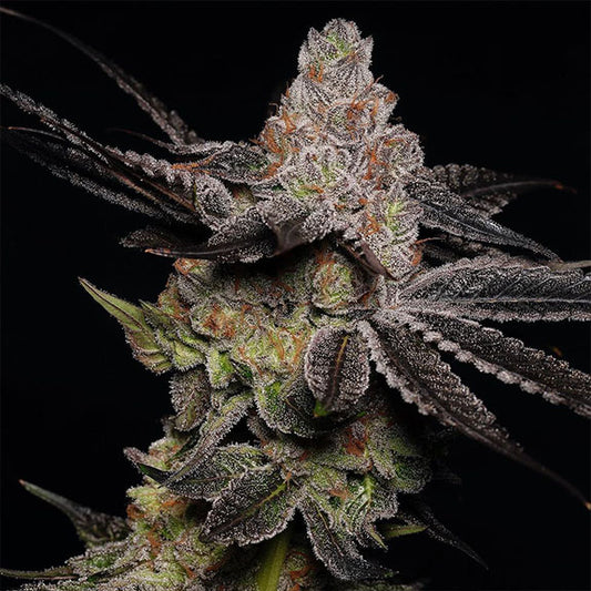 Modified Grapes Feminisiert Bubbatz Seeds