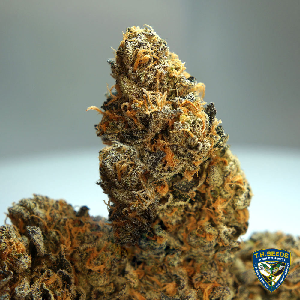 French Cookies Feminisiert T.H.Seeds™