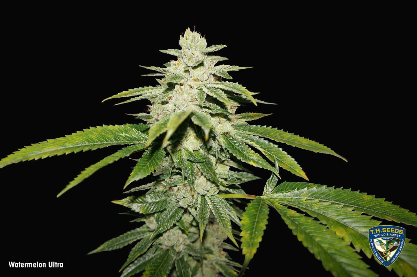 WaterMelon Ultra Feminisiert T.H.Seeds™