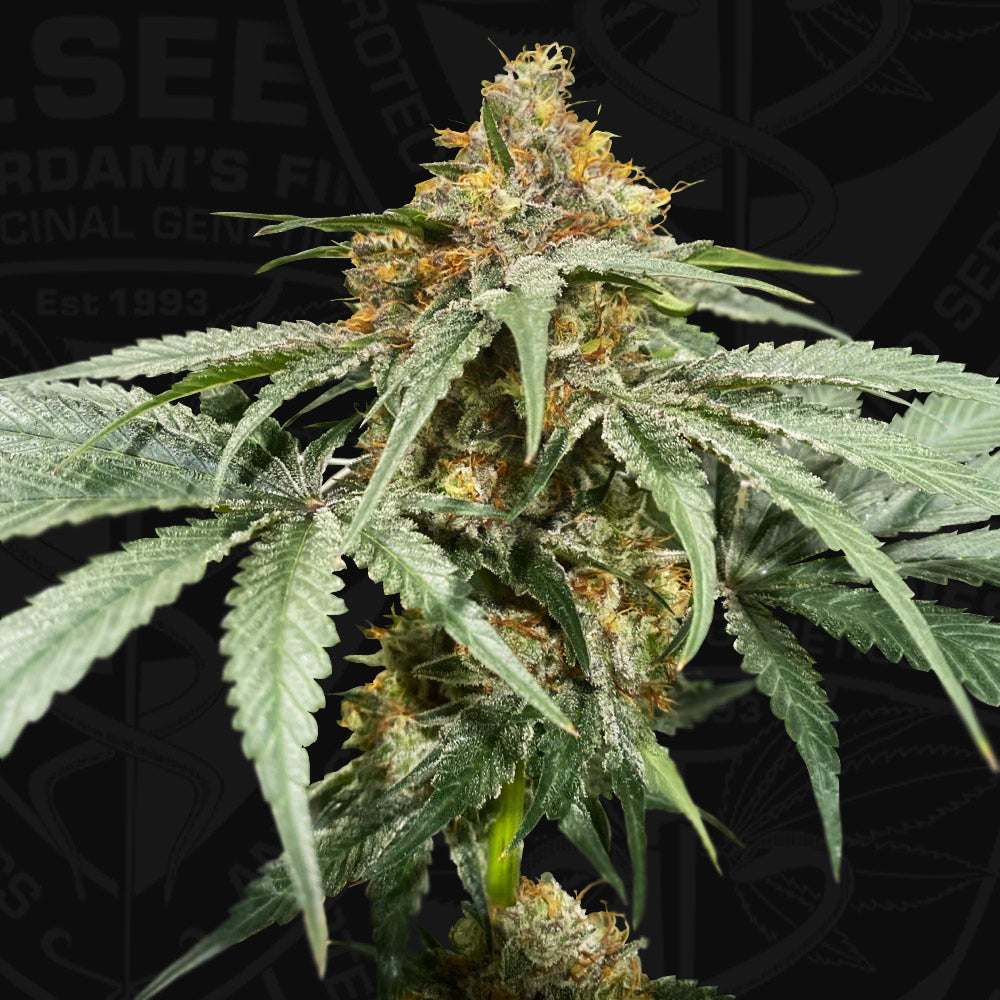 Bubbaloo Feminisiert by T.H.Seeds™