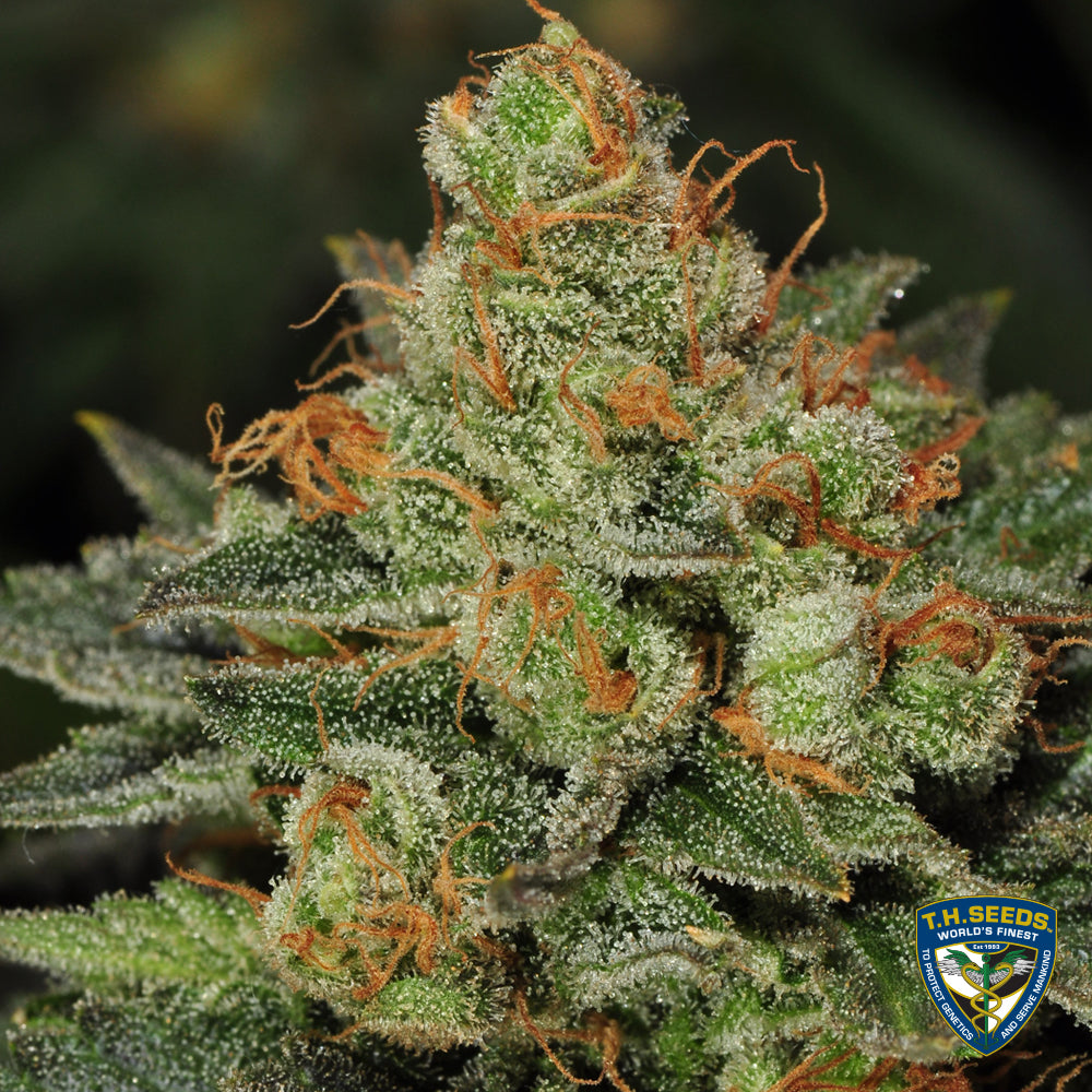 Bubblegum Feminisiert T.H.Seeds™