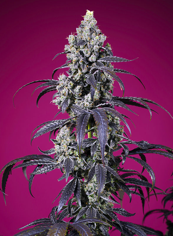 Tropicanna Cherry XL Auto® (Feminisiert) Sweet Seeds