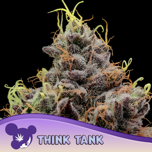 Think Tank Feminisiert Anesia Seeds