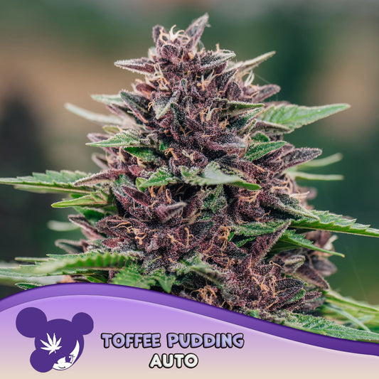 Auto Toffee Pudding (Feminisiert) Anesia Seeds