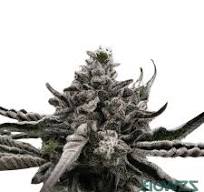 Mystik Marker (Permanent Marker x Zangria) Feminisiert Bubbatz Seeds