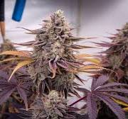Magic Marker (Permanent Marker x RS#11) Feminisiert Bubbatz Seeds