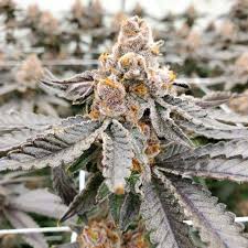 Zlushi Feminisiert Bubbatz Seeds