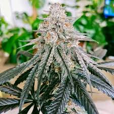 Zlushi Feminisiert Bubbatz Seeds