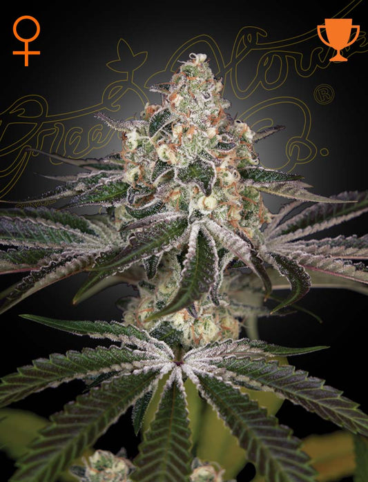White Widow Feminisiert Green House Seeds Company