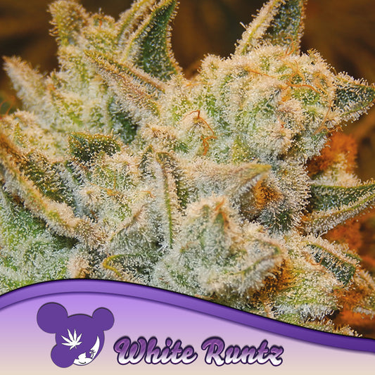 White Runtz Feminisiert Anesia Seeds