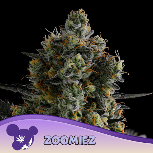Zoomiez® Feminisiert Anesia Seeds