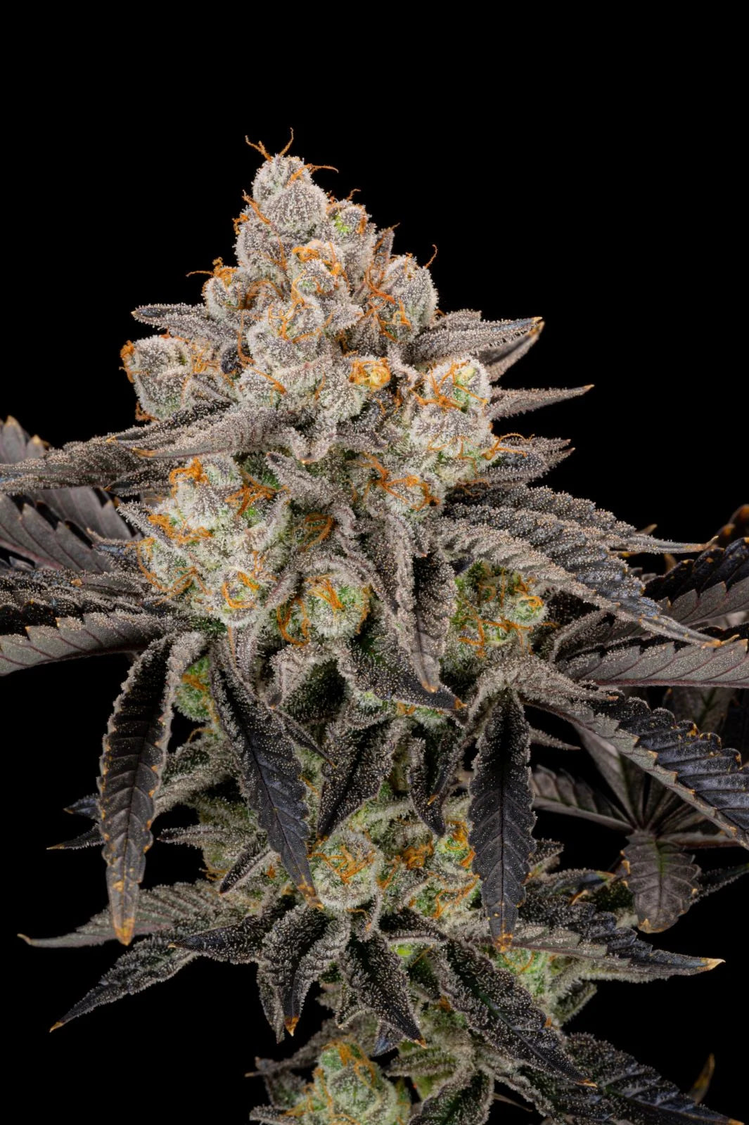Gorilla Cookies FF (Feminisiert) Fast Buds