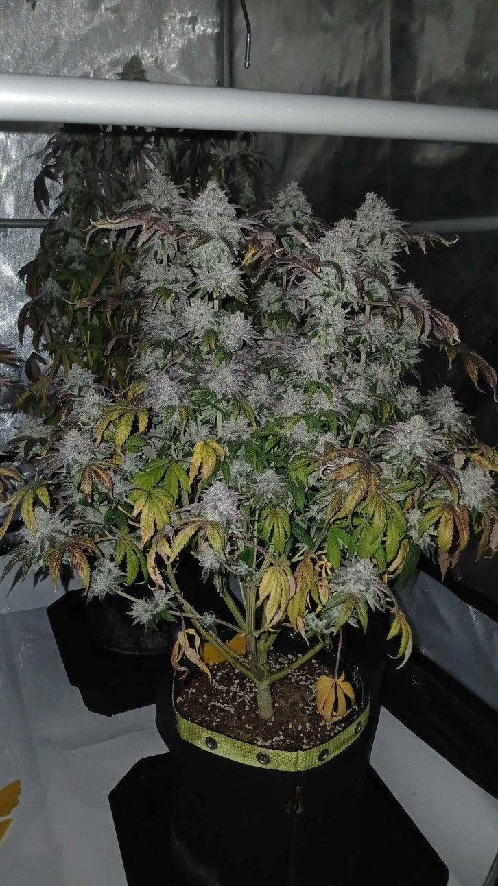 Biscotti Gelato™ Feminisiert Fast Buds