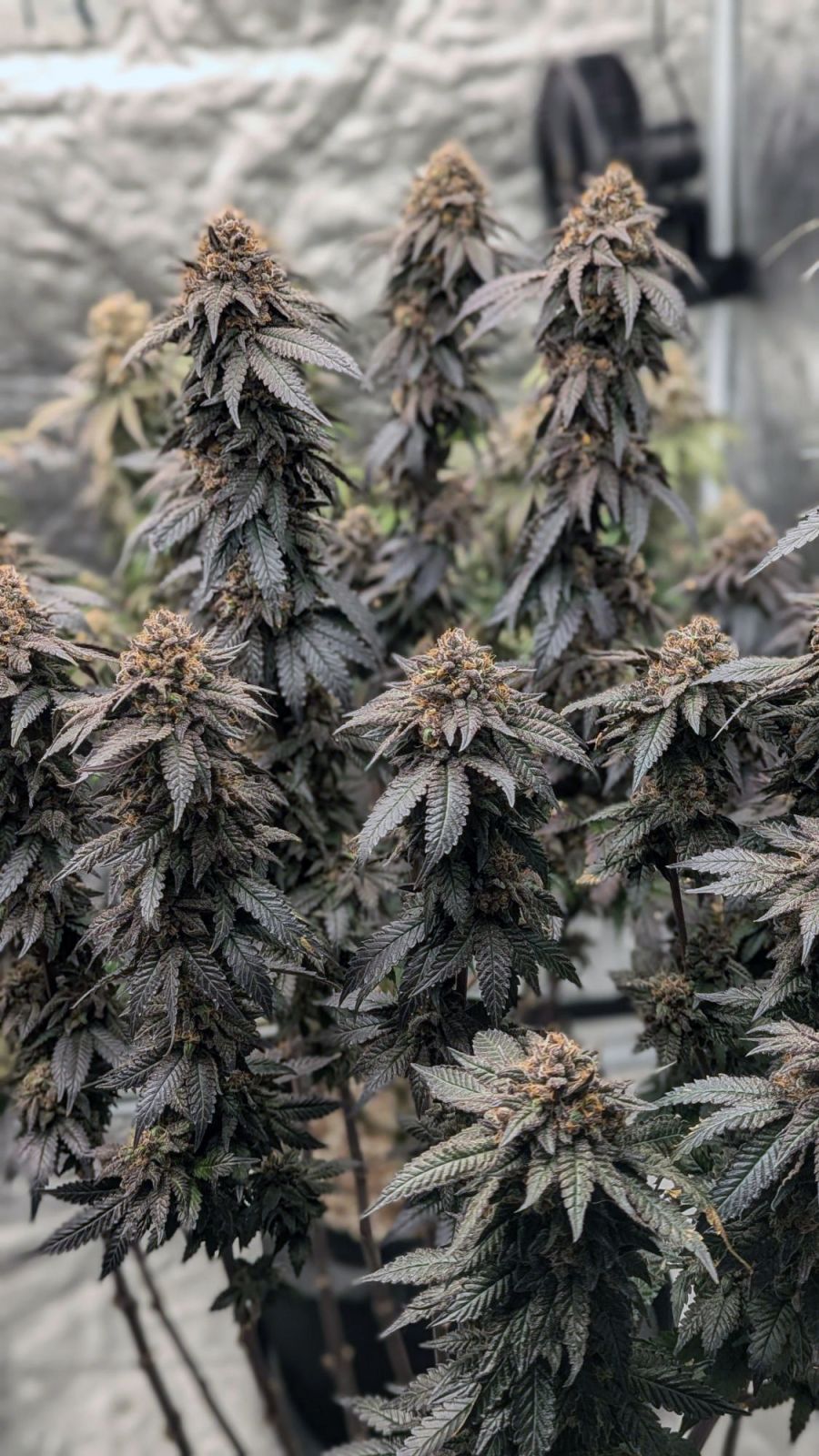 Papaya Sherbet Feminisiert Fast Buds