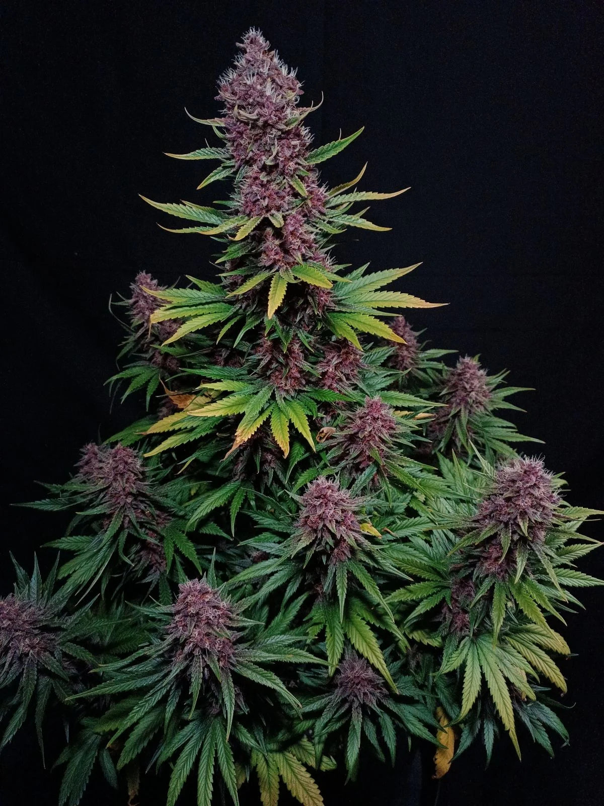 Auto Ztrawberriez (Feminisiert) Fast Buds