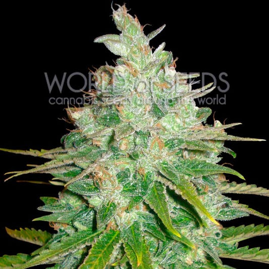 Afghan Kush x Black Domina ® Feminisiert Delicious Seeds (World of Seeds)